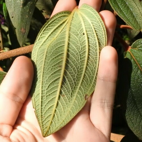 Chaetogastra mollis, photograph 2