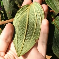 Chaetogastra mollis, photograph Esteban Poveda, CC BY, iNaturalist via GBIF