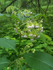 Asclepias exaltata