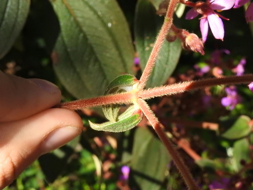 Chaetogastra mollis, photograph 3