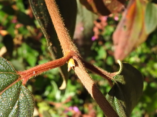 Chaetogastra mollis, photograph 4