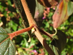 Chaetogastra mollis, photograph Esteban Poveda, CC BY, iNaturalist via GBIF