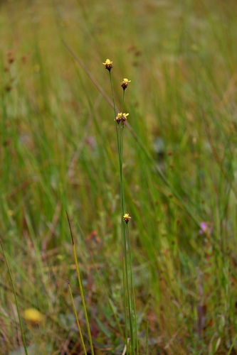 Image of Xyris fimbriata by (c) Bonnie Semmling, some rights reserved (CC BY)