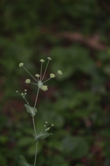 Bupleurum longifolium