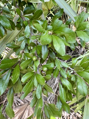 Ironwood (Bumelia tenax)