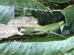 Pseudoxyops perpulchra