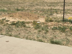 Cynomys ludovicianus