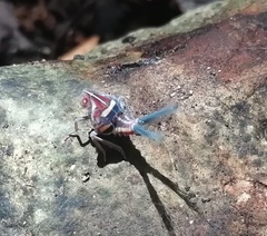 Nogodinidae