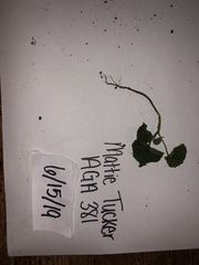 Abutilon theophrasti