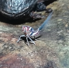 Nogodinidae