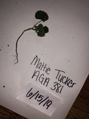 Abutilon theophrasti