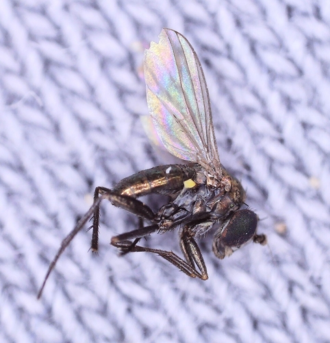 Chrysotus obscuripes