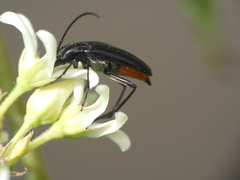 Stenurella nigra