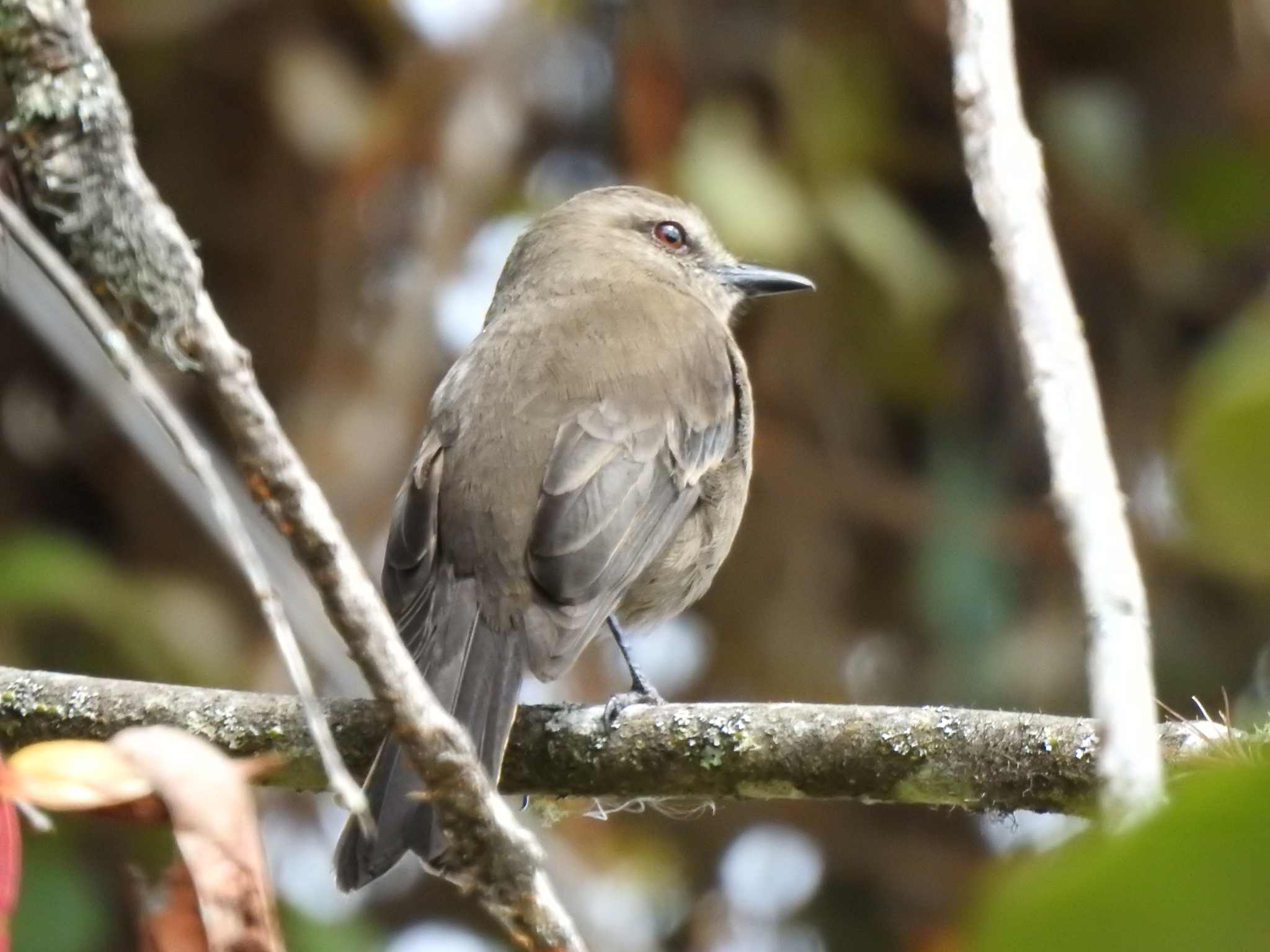 Smoky Bush Tyrant (Myiotheretes fumigatus), photo 10
