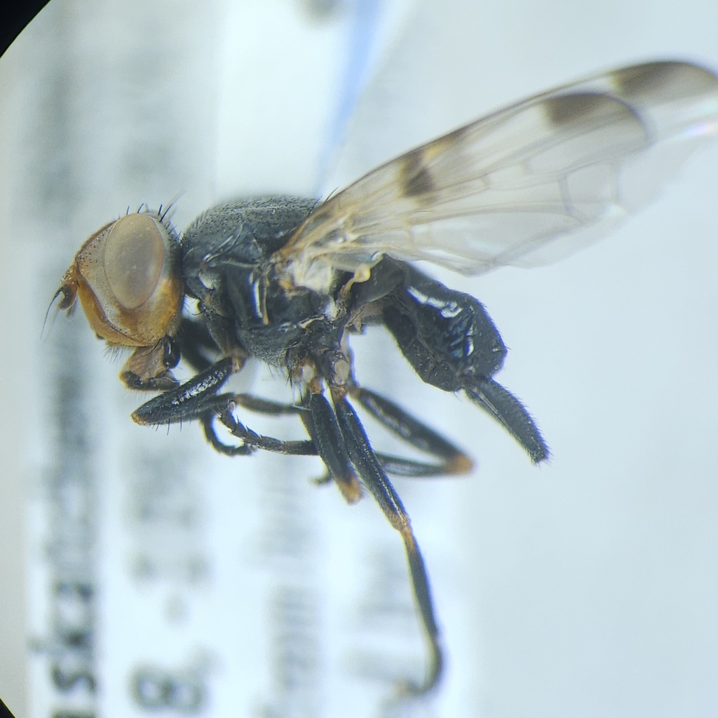 Otites bimaculata