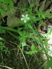Moehringia lateriflora