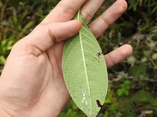 Palicourea amethystina, photograph 2