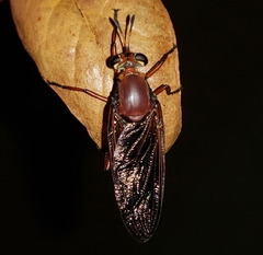 Mydas maculiventris