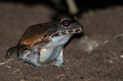 Smoky Jungle Frog photo 2