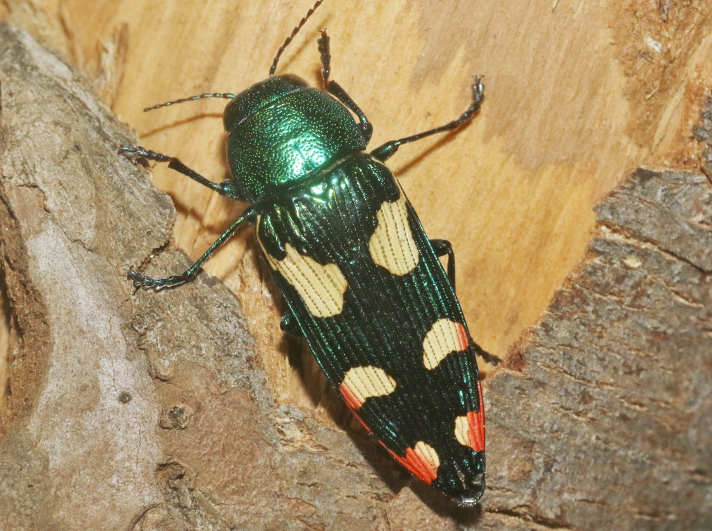 Buprestis gibbsii