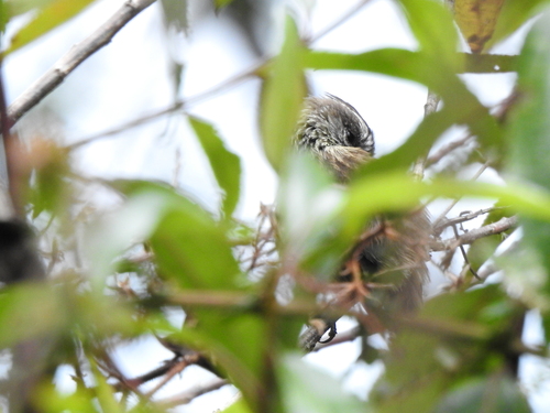 Agile Tit-Tyrant (Uromyias agilis), photo 3
