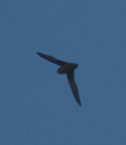 Chaetura image