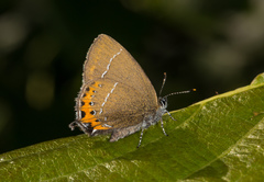 Satyrium pruni