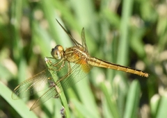 Crocothemis