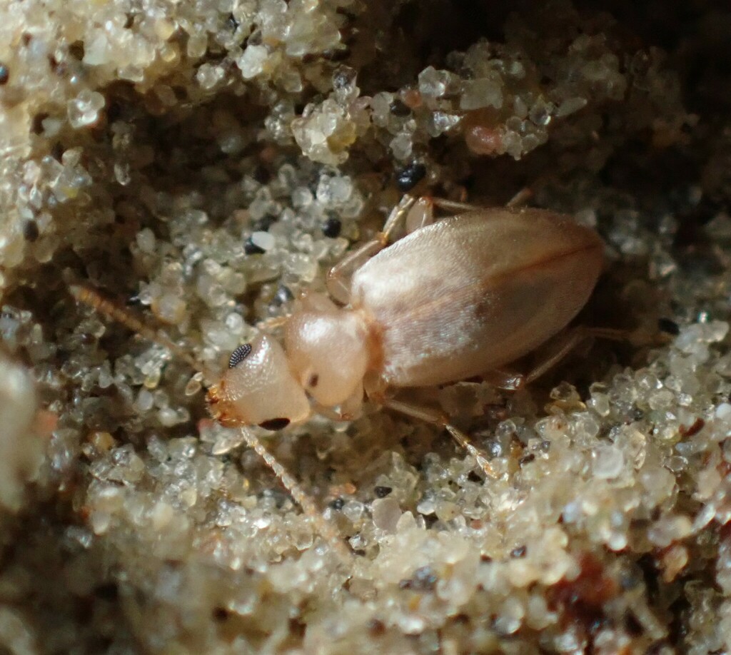 Amblyderus pallens