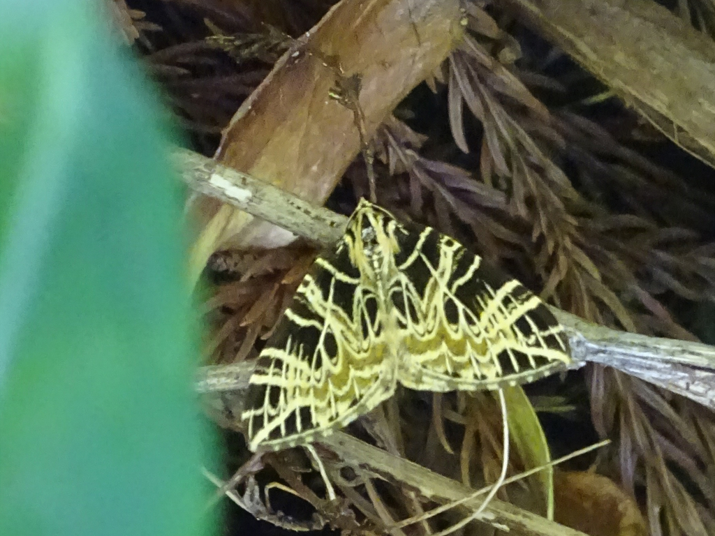 Eustroma japonicum