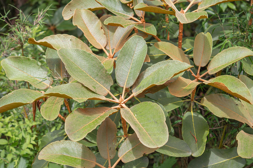 Rhododendron falconeri, photograph 2
