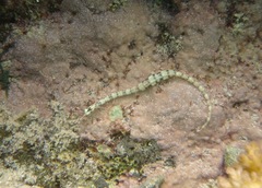 Syngnathinae