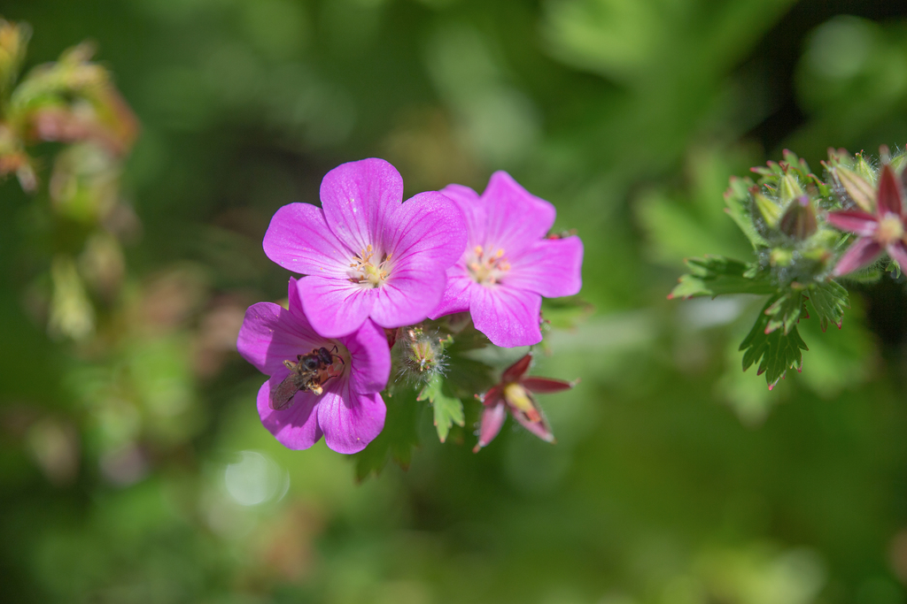Many-Flower Geranium