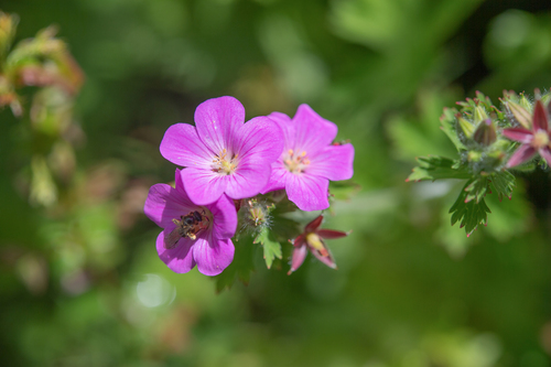 Many-Flower Geranium (Geranium polyanthes)