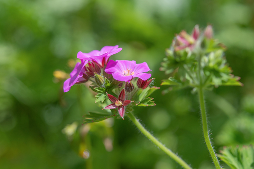 Geranium polyanthes, photograph 1
