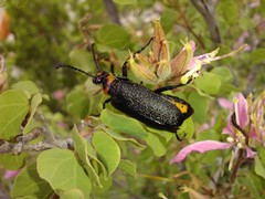 Lytta cribrata