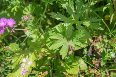 Geranium polyanthes, photograph (c) Morten Ross, some rights reserved (CC BY)