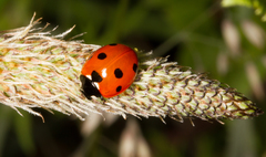 Coccinella septempunctata