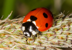 Coccinella septempunctata