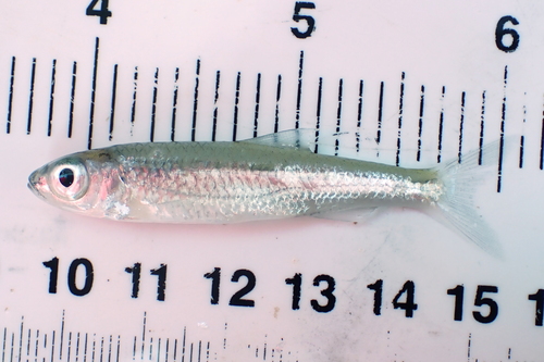 Popeye shiner (Notropis ariommus) — Cyprinidae — 2