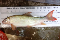 Smallmouth Redhorse photo 3