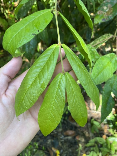 Eugenia stipitata - Whole tree