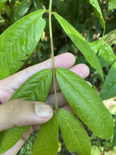 Eugenia stipitata - Leaves