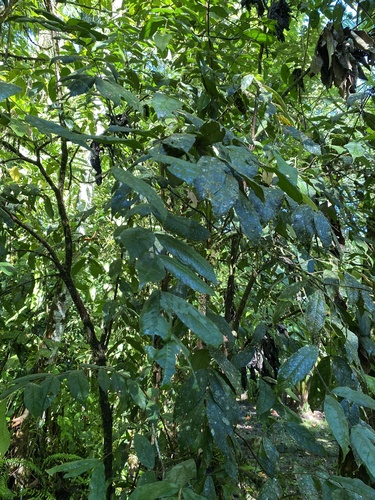 Eugenia stipitata - Leaves