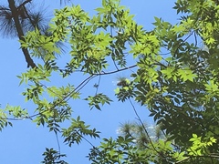 Carya pallida