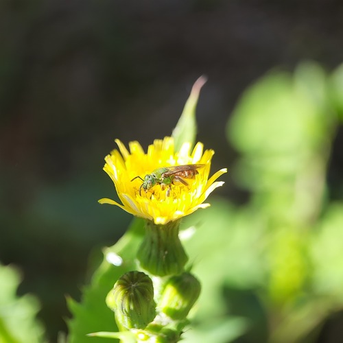 Agapostemon chapadensis