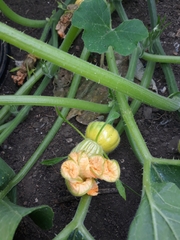 Cucurbitaceae