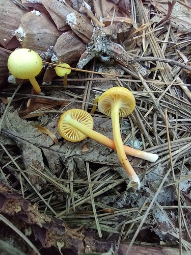 Hygrocybe parvula
