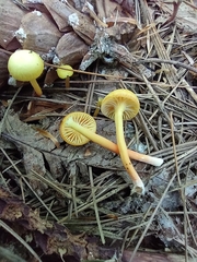 Hygrocybe parvula