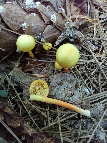 Hygrocybe parvula (Photo 2 of 8)
